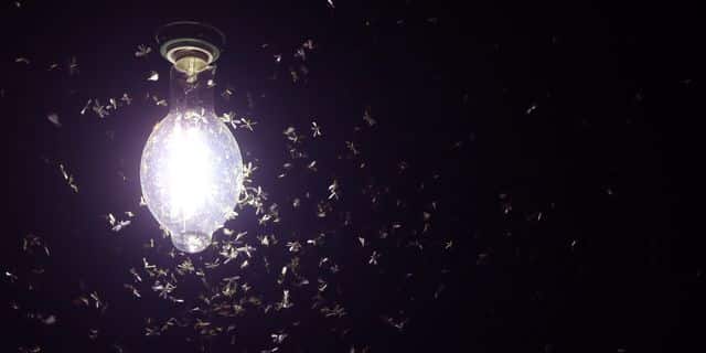 bugs and insects whizzing around an LED light