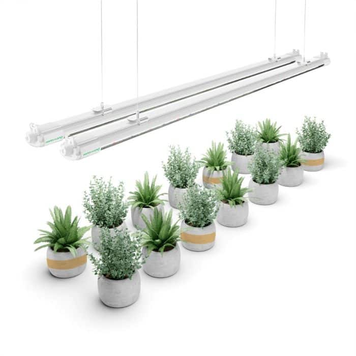 mars hydro LED tube lights hanging on a number of plant pots